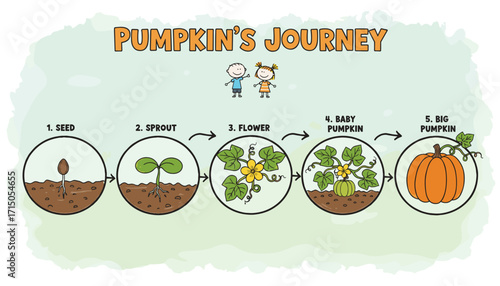 Educational illustration of the pumpkins life cycle seed sprout flower baby and mature pumpkin Kids learning