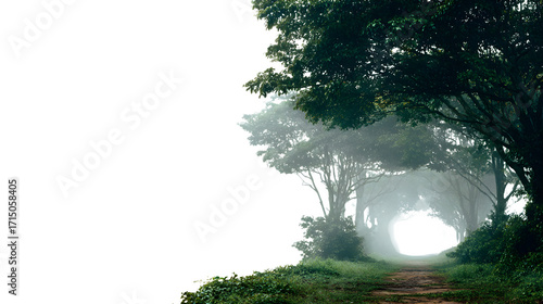 Fototapeta Naklejka Na Ścianę i Meble -  Enchanted forest path isolated on white background