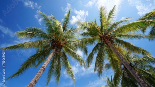 Wallpaper Mural Two vibrant palm trees reach skyward, their fronds fanning out against a clear blue sky. Fluffy clouds enhance the sunny tropical atmosphere, creating a serene vibe. Torontodigital.ca