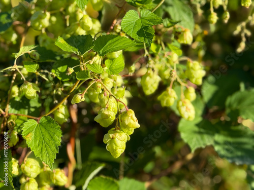 Common Hop climbing plant with Hop flowers close up