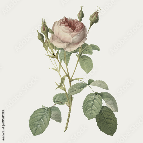 vector illustration of rose