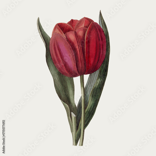 bouquet of red tulips