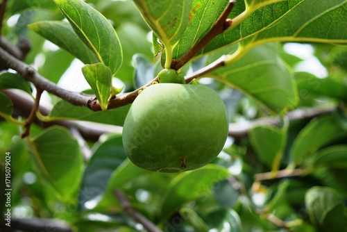 Wallpaper Mural 実り始めた青い柿 庄内柿 Torontodigital.ca