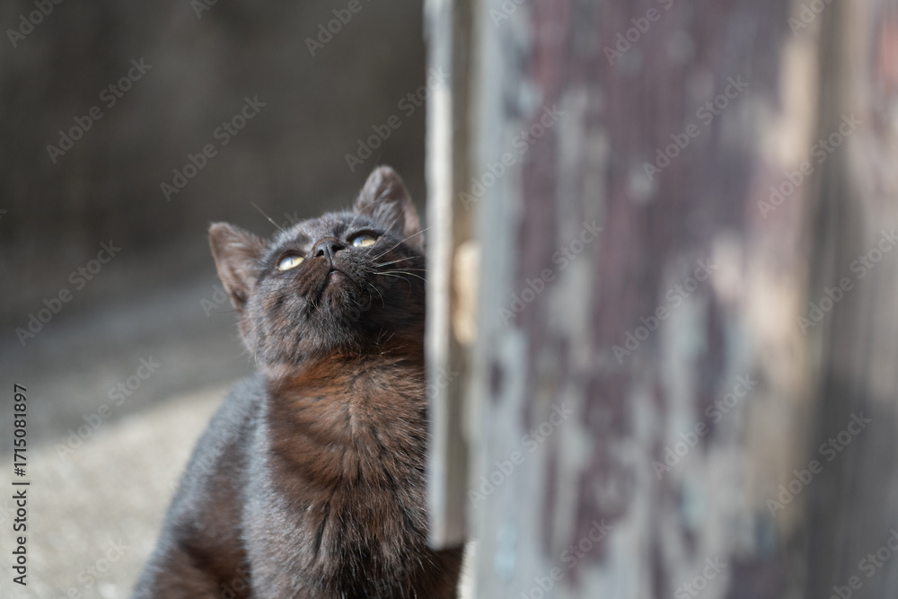 Obraz premium 座って見つめる可愛い子猫 