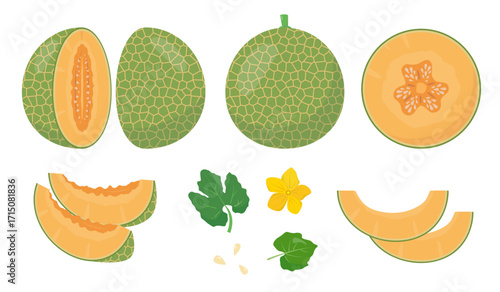 Fresh Melon fruit icons set. Whole melon, cut and pieces, leaves, flower and seeds. Organic fruit for juice, smoothie or vitamin healthy food. Vector illustration isolated on white background.