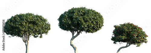 Set of Euonymus europaeus (or the European spindle tree) frontal isolated png on a transparent background perfectly cutout