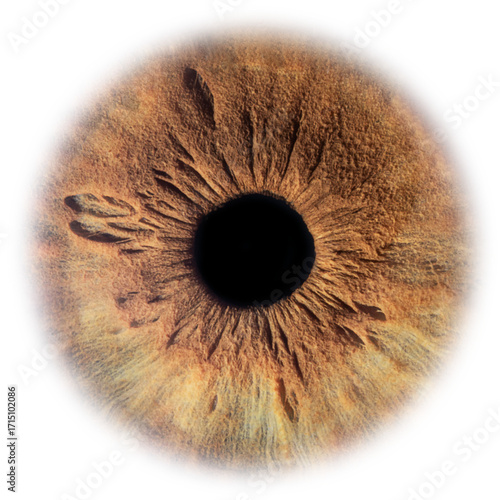 Foto Brown Hazel Mixed Human Iris Isolated PNG with Transparent Background