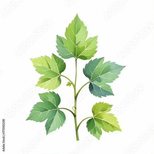 A botanical watercolor illustration of a plant stem with green leaves. Simple drawing of foliage isolated on a white background.