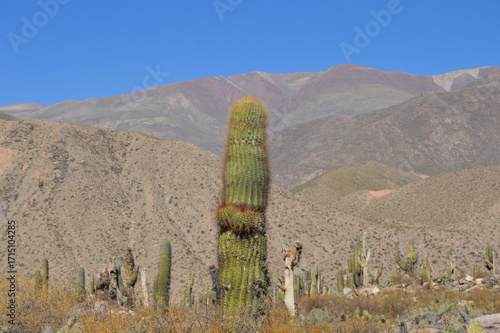 Cardon, Purmamarca Jujuy