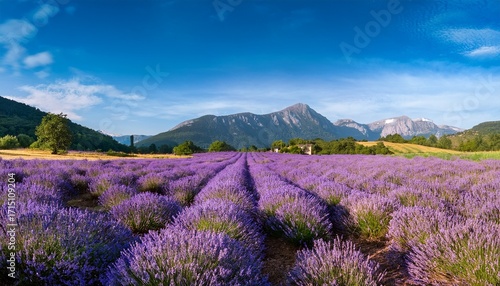 Serene Lavender Fields Under A Soft Blue Sky With Gentle Mountains In The Background