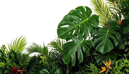 Tropical plants border on white
