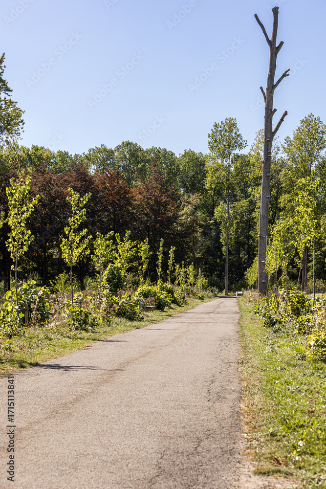 Obraz premium Asphalt path through nature park with tall bare tree