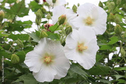 Konstfotografi 白い芙蓉の花
