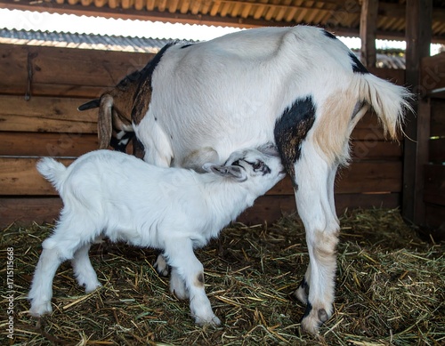 Goat and kid nursing in barn