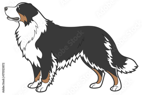 Bernese Mountain Dog Silhouette – Vector PNG, Transparent Background