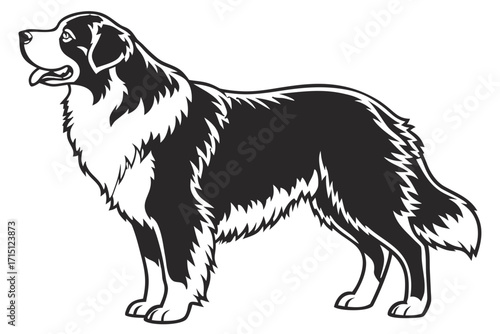 Bernese Mountain Dog Silhouette – Vector PNG, Transparent Background