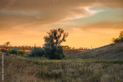 a lone, gnarled tree on a hill crest surrounded by dry grasses and low bushes, silhouetted against a brilliant orange and turquoise sunset sky.