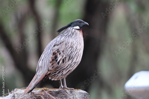 Photography The koklass pheasant (Pucrasia macrolopha macrolopha) is a species of gamebird