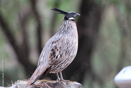 Canvas Print The koklass pheasant (Pucrasia macrolopha macrolopha) is a species of gamebird