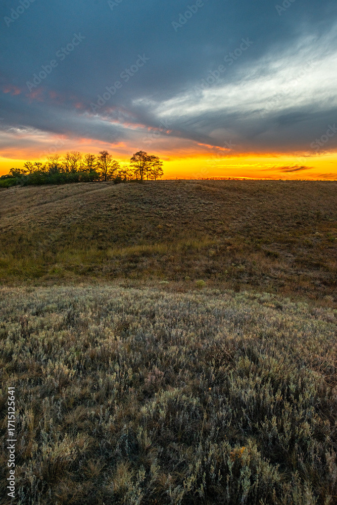 Obraz premium Gentle slope of dry and green grass, with a line of leafy trees on the ridge under a vibrant orange sunset and deep blue clouds.