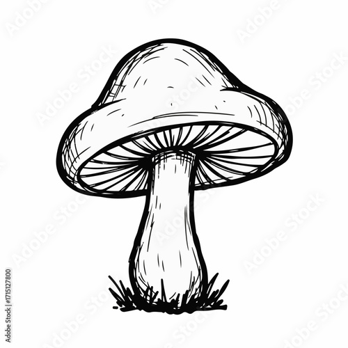 A hand-drawn sketch of a mushroom with gills and a thick stem, emerging from a patch of grass.