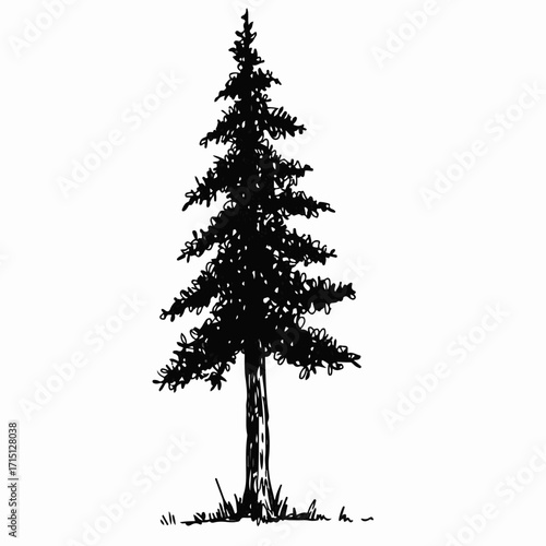 A detailed black and white illustration of a tall, conical evergreen tree with dense foliage.