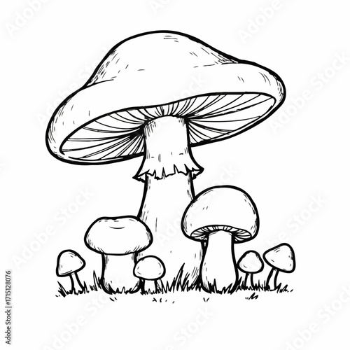 A detailed black and white illustration of a cluster of mushrooms of various sizes growing in the grass.