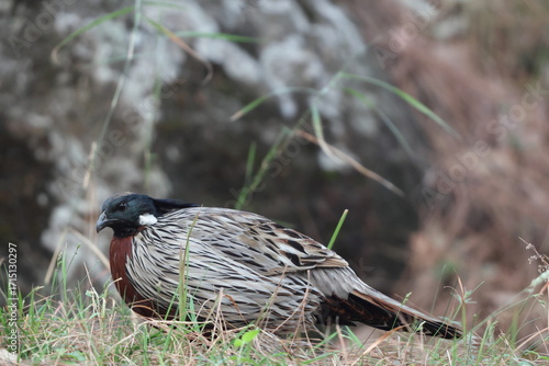 Photography The koklass pheasant (Pucrasia macrolopha macrolopha) is a species of gamebird