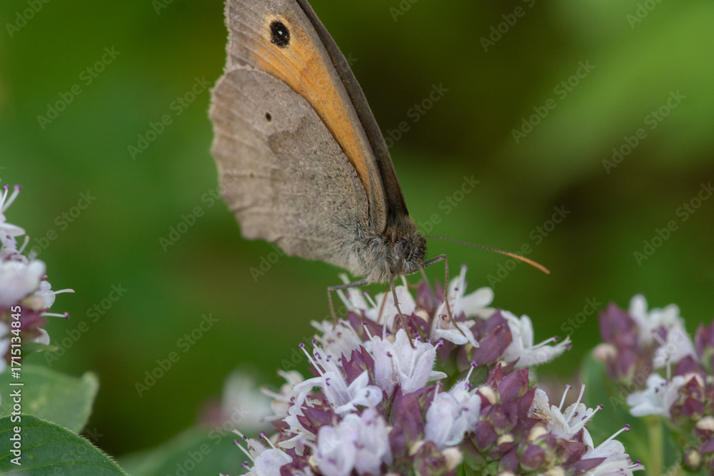 Obraz premium rotbraunes Ochsenauge