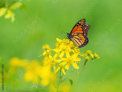 Monarch butterfly (*Danaus plexippus*)  rests and flutters among vibrant yellow wildflowers in a lush meadow
