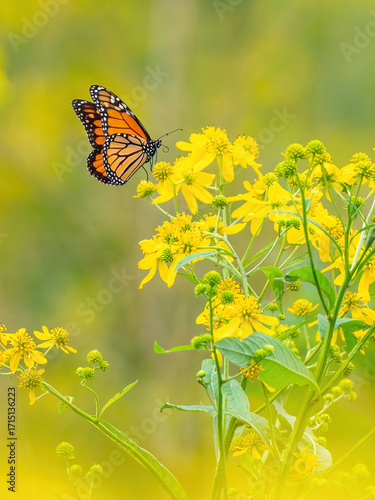 Monarch butterfly (*Danaus plexippus*)  rests and flutters among vibrant yellow wildflowers in a lush meadow