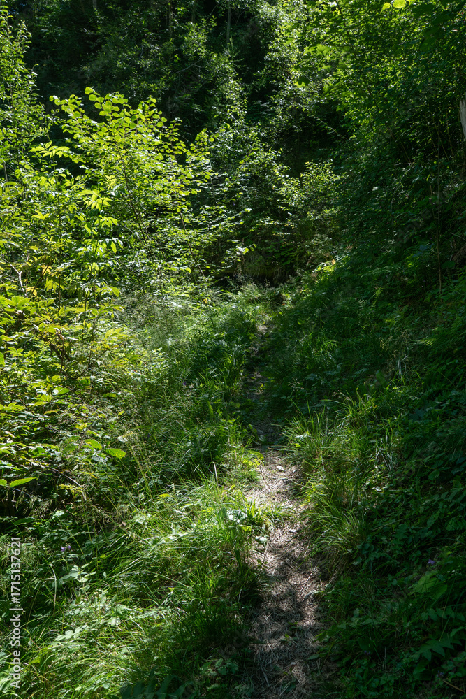 Fototapeta premium Pfad im Günen