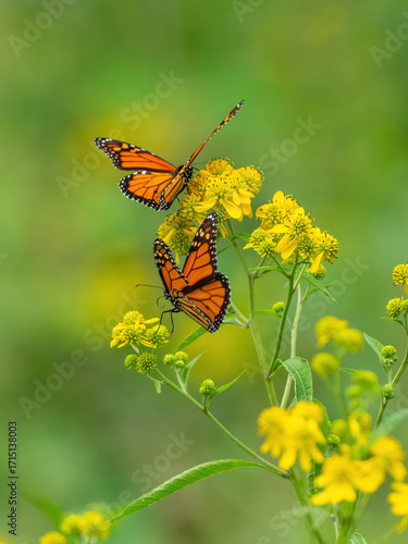 Monarch butterflies (*Danaus plexippus*)  rest and flutter among vibrant yellow wildflowers in a lush meadow
