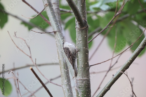 Photography The bar-tailed treecreeper (Certhia himalayana), or the Himalayan treecreeper, is a species of bird in the family Certhiidae