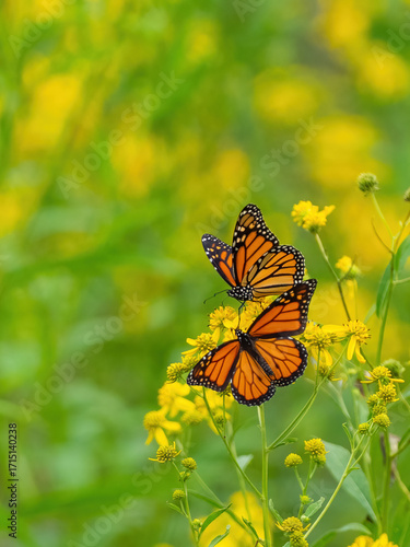 Monarch butterflies (*Danaus plexippus*)  rest and flutter among vibrant yellow wildflowers in a lush meadow