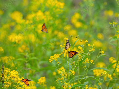 Monarch butterflies (*Danaus plexippus*)  rest and flutter among vibrant yellow wildflowers in a lush meadow