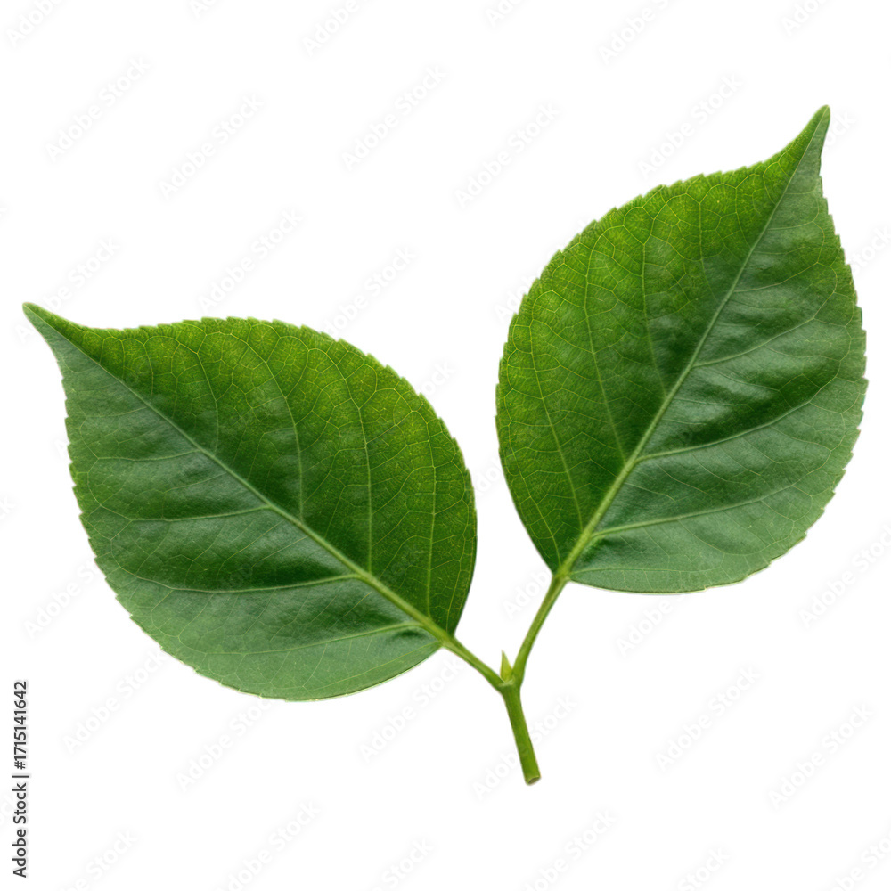 Fototapeta premium Close-up of two vibrant green leaves, slightly overlapping, attached to a stem. Distinct leaf veins visible