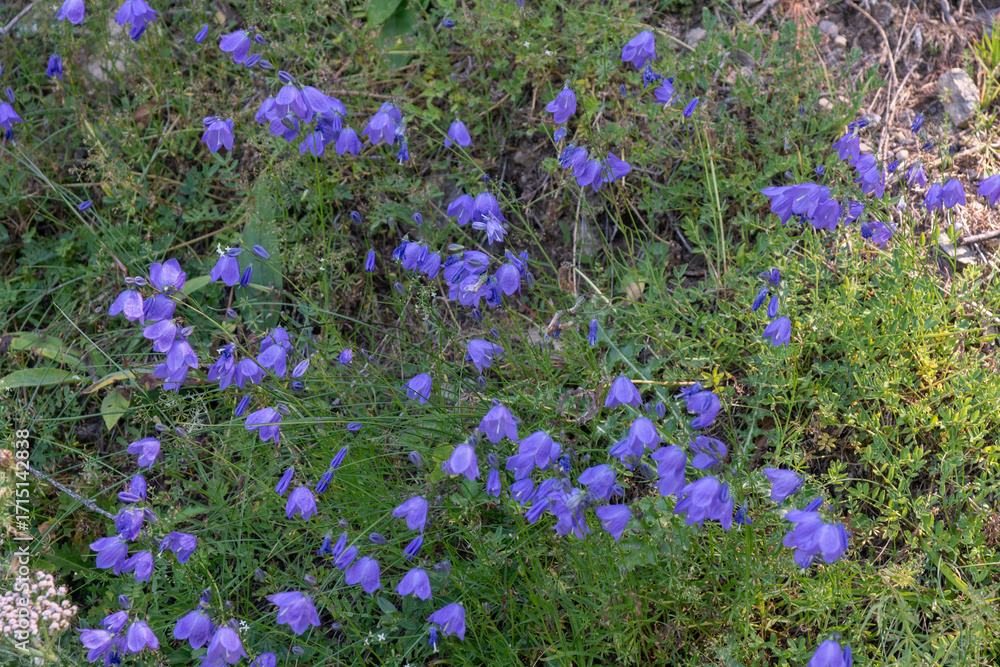 Naklejka premium blaues Wunder