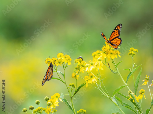Monarch butterflies (*Danaus plexippus*)  rest and flutter among vibrant yellow wildflowers in a lush meadow