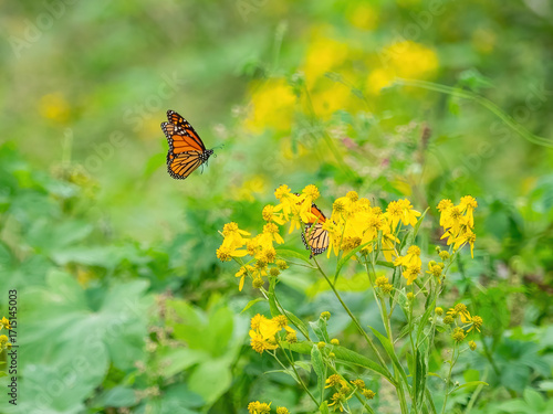 Monarch butterflies (*Danaus plexippus*)  rest and flutter among vibrant yellow wildflowers in a lush meadow