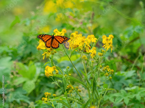 Monarch butterflies (*Danaus plexippus*)  rest and flutter among vibrant yellow wildflowers in a lush meadow