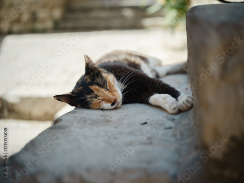 Black Ginger and White Cat sleeping in Dubrovnik Streets