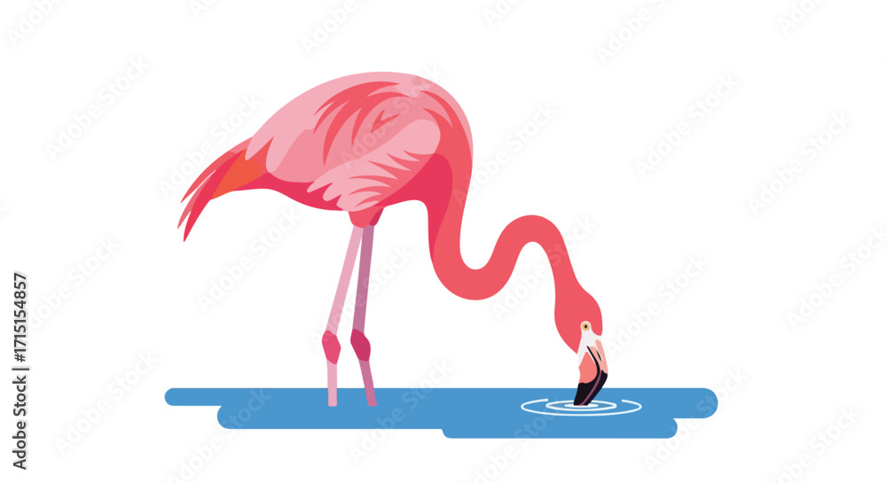 Obraz premium Stylized flamingo drinking water, vector illustration showing a graceful bird with its head dipped into a pool of water on a clean white background