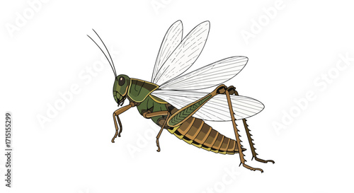 Detailed Illustration of a Green and Brown Grasshopper with Transparent Wings on a White Background showcasing its Anatomy and Texture