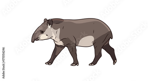 Illustrated Tapir Walking Profile on White Background Showcasing Distinctive Snout and Unique Coloration Representing Wildlfe and Biodiversity