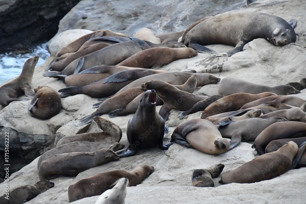 Obraz premium Sea Lions in La Jolla