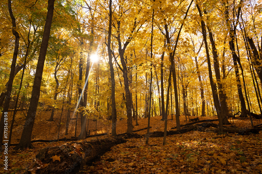 Fototapeta premium Forest during peak autumn color 