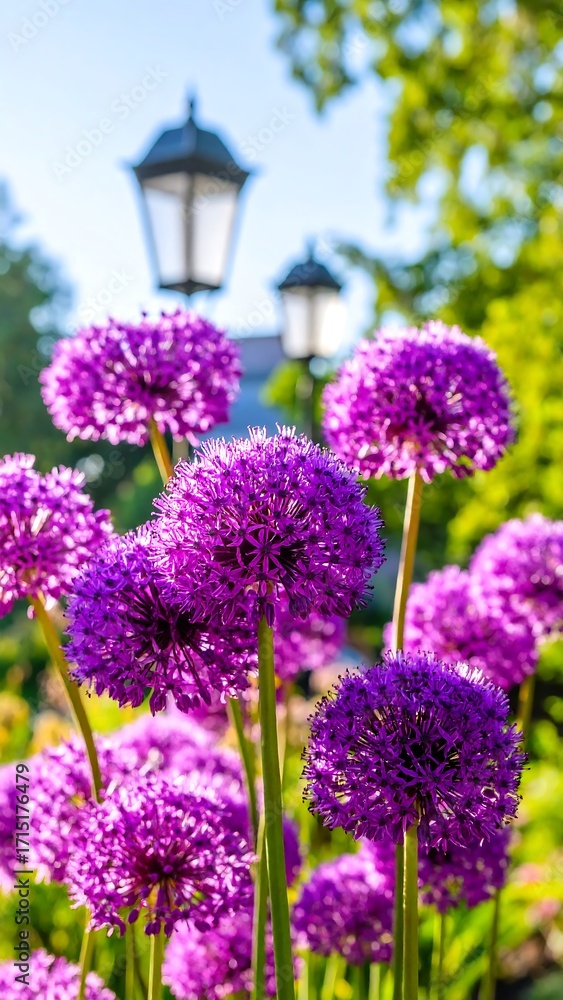 Obraz premium Close-up of vibrant purple allium flowers