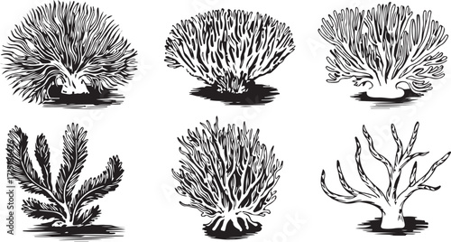 Coral Vector Set with Marine Life and Underwater Flora for Ocean-Themed Illustrations