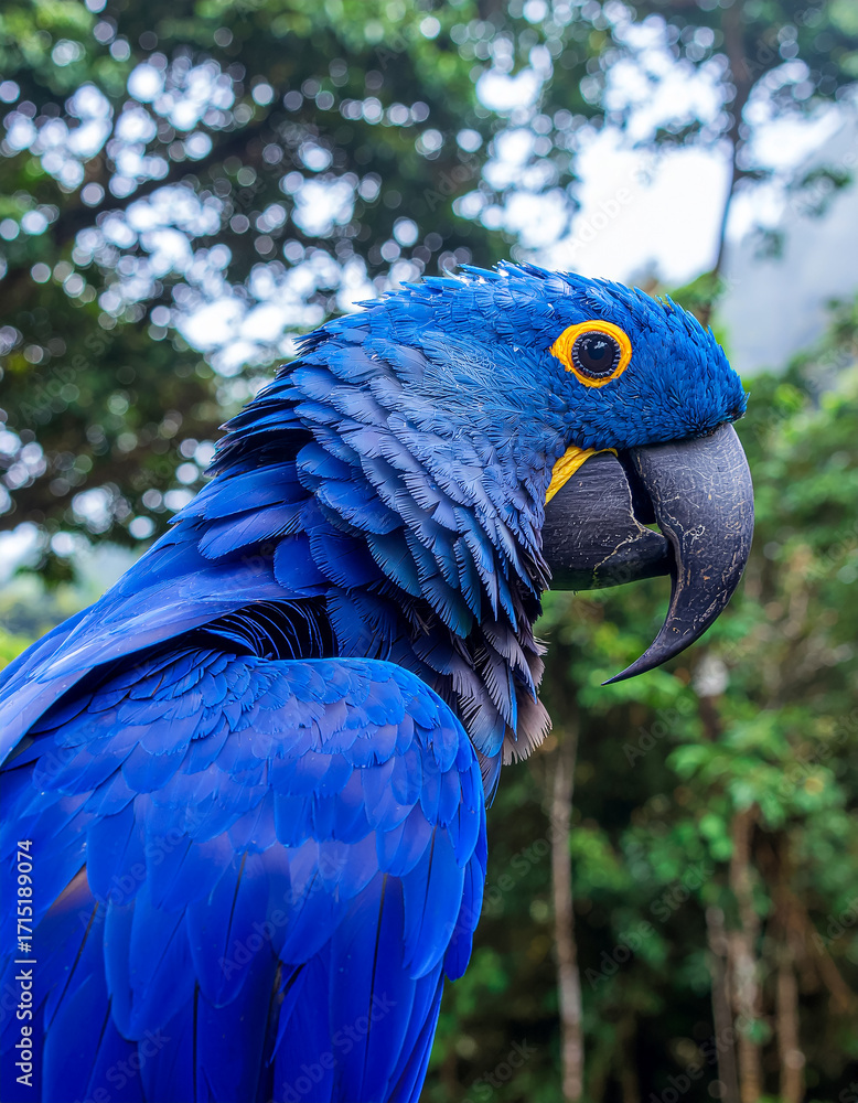 Obraz premium Hyacinth Macaw half body portrait perched on branch in tropical rainforest